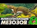 МЛЕКОПИТАЮЩИЕ МЕЗОЗОЯ: что позволило выжить среди динозавров? (часть 2)