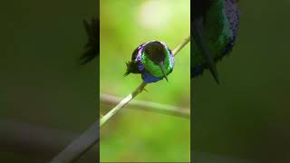 So Cute #relaxingmusic #music #birds #healingmusic  #музыкадлядуши