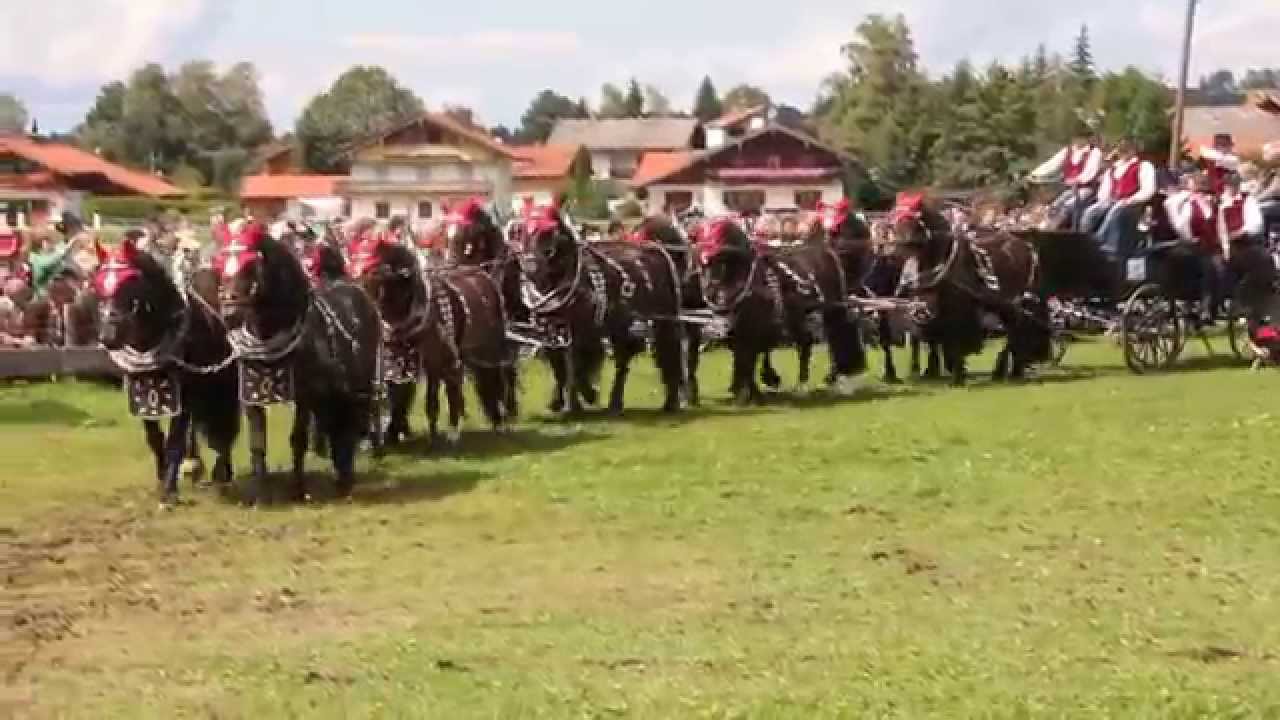 10-Pferde-Gespann (Zehnerzug) - YouTube