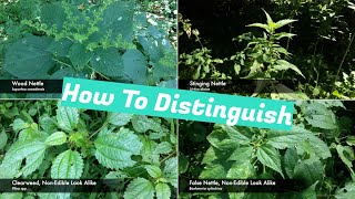 Nettle Identification by Four Season Foraging 91,932 views 4 years ago 13 minutes, 57 seconds