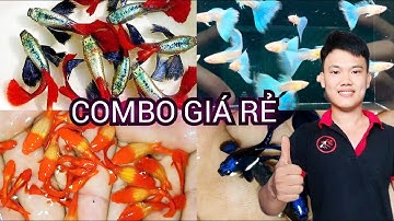 Combo Dumbo Koi Short Siêu Rẻ – Màu Đẹp, Form Chuẩn, Nuôi Là Lên Giống Ngay