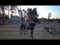 First Ride Under Saddle