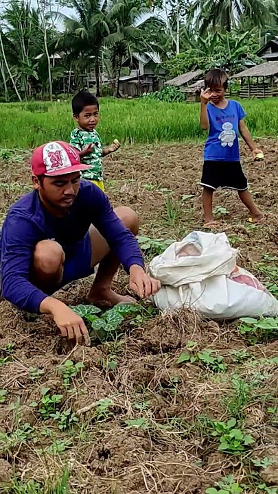 Putting organic at squash base#diy #shorts#shortsfeed #squash #organic #asmr #rurallife #farmer #fyp