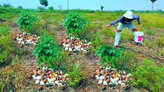 Amazing, a farmer collects a lot of duck eggs and snails in a field near the village