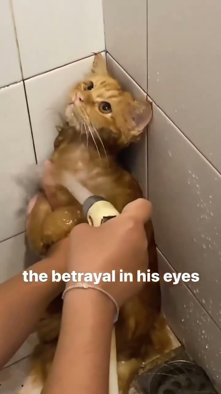 Kittyo like this how u feeling the eyes said it all