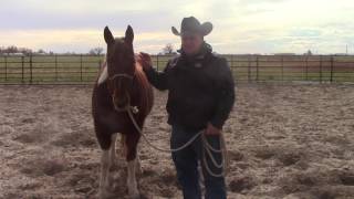 Your Horse's Nutrition for Winter