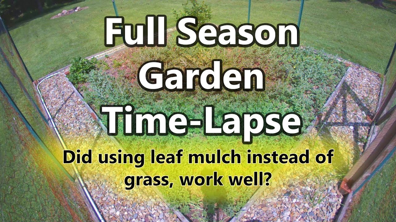 3 Month Watermelon Garden TimeLapse How Well Did They Grow? YouTube