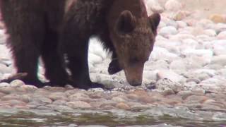 Медведи каннибалы на Байкале (Бурятия) Первозданная Россия 2020 Дикая Сибирь