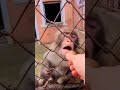 Angry Monkey Just Kidding Ll Monkey Is Angry In The Cage Viral Short Video Reel Viral Reel 