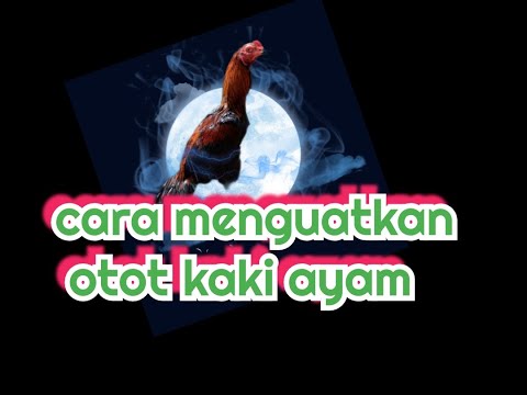 Cara Menguatkan Paha Ayam