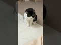 イタズラがバレて気まずい猫w
