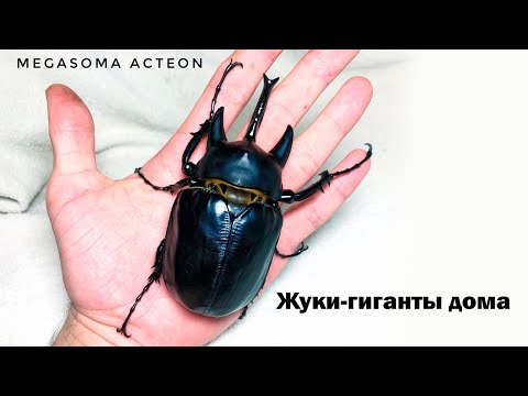 БЛОГ #8 - Домашние жуки Coleoptera (Megasoma acteon)