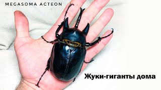 БЛОГ #8 - Домашние жуки Coleoptera (Megasoma acteon)