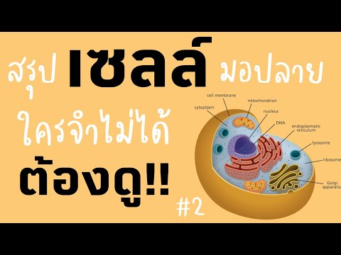 “เซลล์” มอปลาย ใครยังจำไม่ได้มาดู! เทคนิคการจำเรื่องเซลล์ง่ายๆ #9สามัญ #PAT2 พร้อมสรุปเนื้อหา EP.2