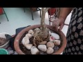 Mulching to save plants from heat in summer||21 April ,2017