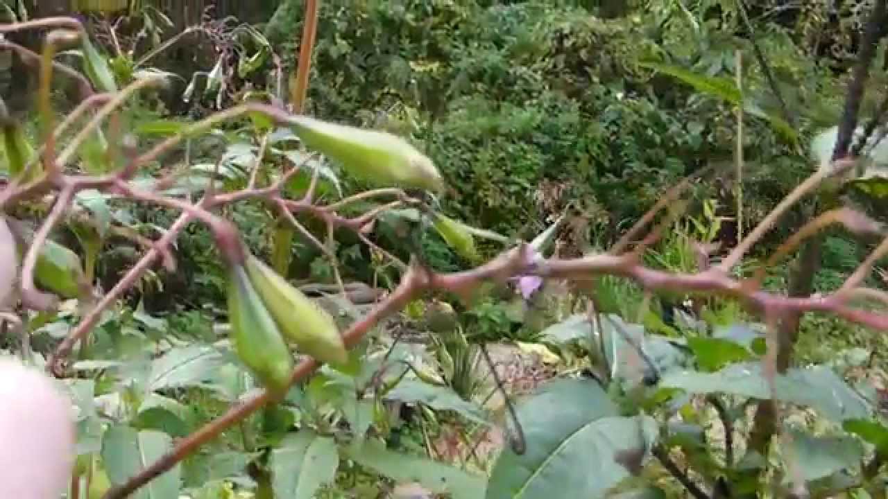 Himalaya balsam seeds -  Impatiens glandulifera  -  Risa balsamía -  Fræbelgir - Aldinskellur