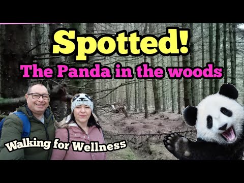 Spotting a 'Panda' in the woods! A Walk round Stainburn Forest #walkingforwellness #ellofawalk