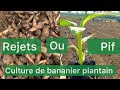 Voici la difference entre le pif et le rejet du bananier plantain