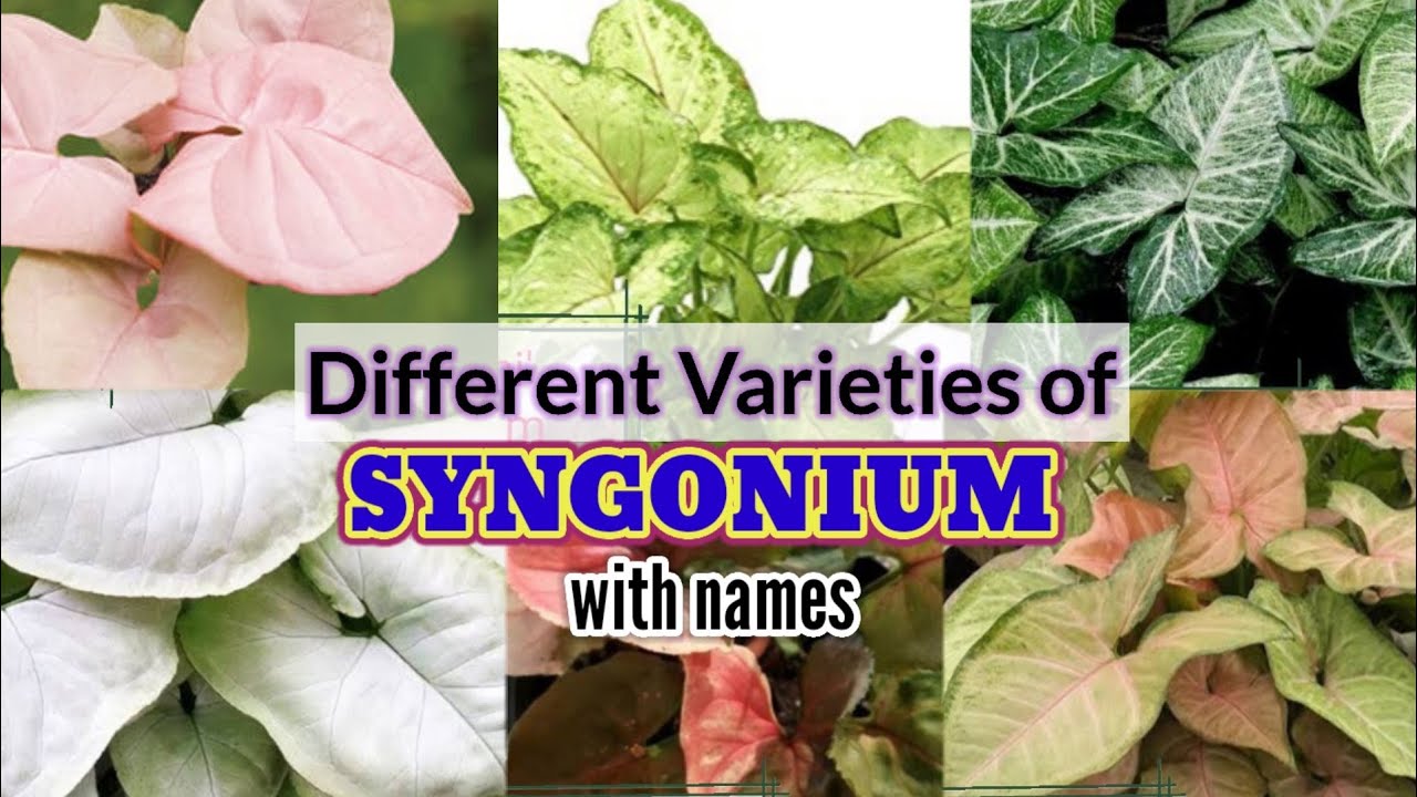 syngonium varieties /my syngonium with names