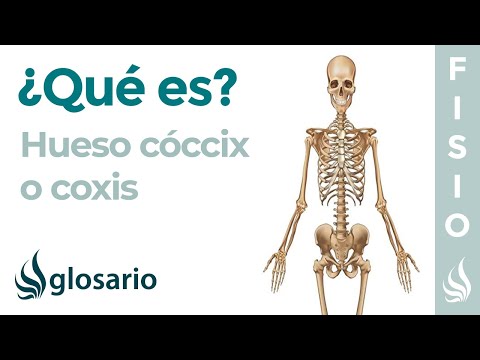 Hueso COCCIX o COXIS | Qué es, significado, dónde se encuentra, función y qué causa dolor