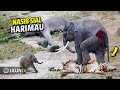 Momen Bodoh Harimau Berani Menyerang Gajah, Akibatnya Harimau Di injak Gajah??