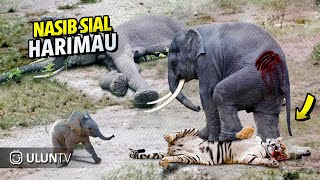 Momen Bodoh Harimau Berani Menyerang Gajah, Akibatnya Harimau Di injak Gajah??