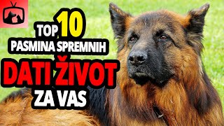 🐕 Psi Koji Su Spremni Dati Život Za Vas – TOP 10 Pasmina Pasa Koje Bi Dale Život Za Vas!