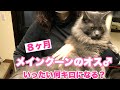 メインクーンのニモとツナは8ヶ月で何キロになるのか？#073 【Main Coon】Nemo and Tuna What is your weight in eight months?