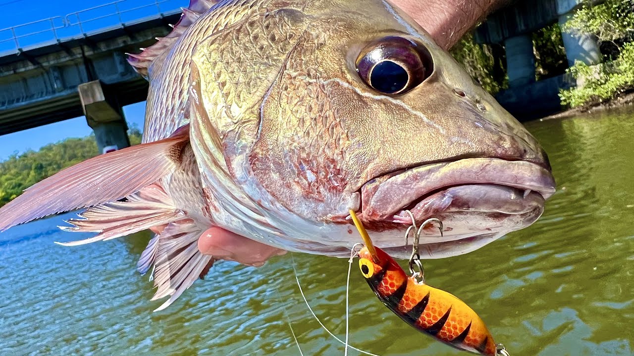 It's Still Catching Mangrove Jack 22 Years Later 