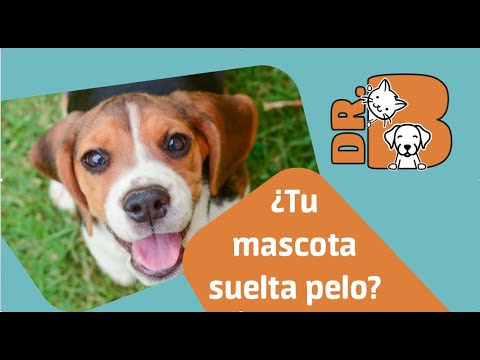 Video: Se Espera Milagrosamente Que Un Cachorro Con Una Varilla De Metal En La Cabeza Se Recupere Por Completo