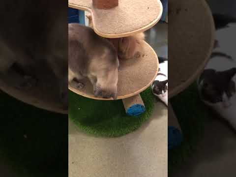smartpak 08-05-2018 Jacci's video of Pania