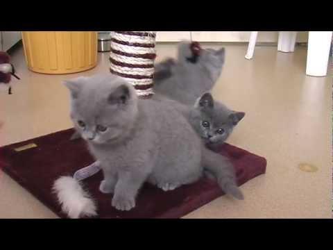 Video: Britse Kat: Rasstandaarde