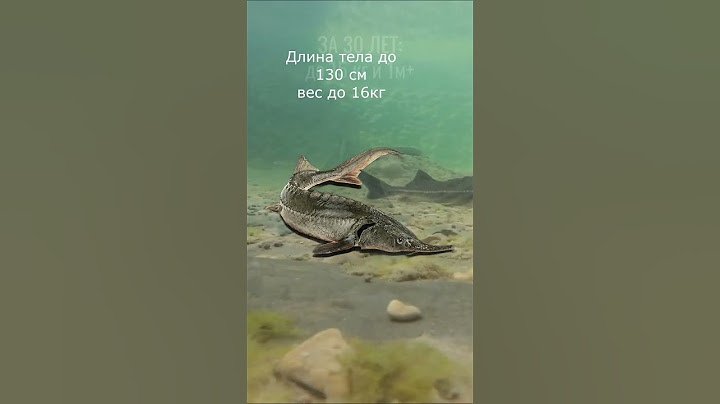 Самая маленькая рыба из семейства осетровых. Рассказываю о стерляди.  #рыба #стерлядь #осетр
