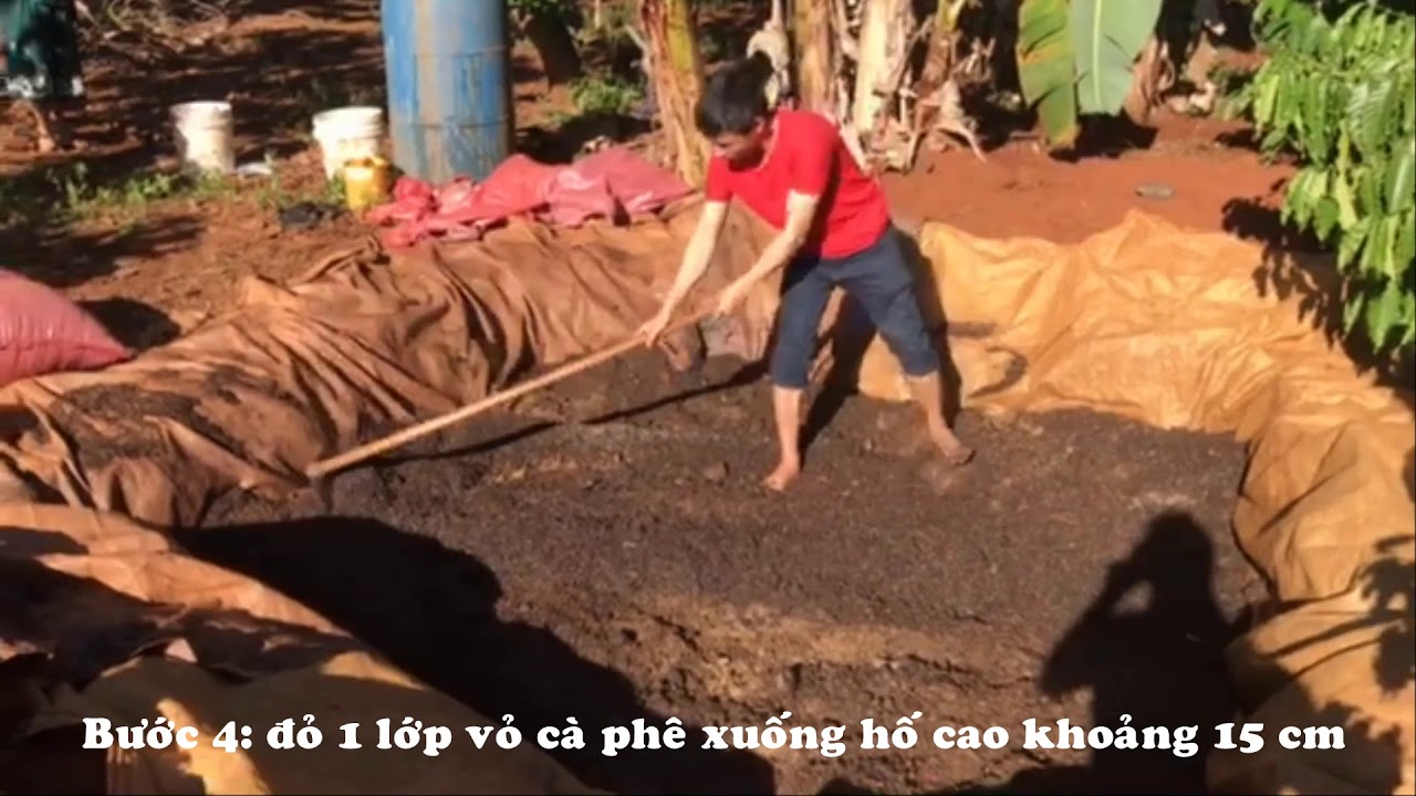 Hướng dẫn làm phân ủ vi sinh từ phân bò, vỏ cà phê và nấm Trichoderma - ĐƠN GIẢN, HIỆU QUẢ CAO