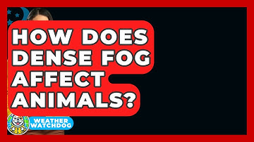 How Does Dense Fog Affect Animals? - Weather Watchdog