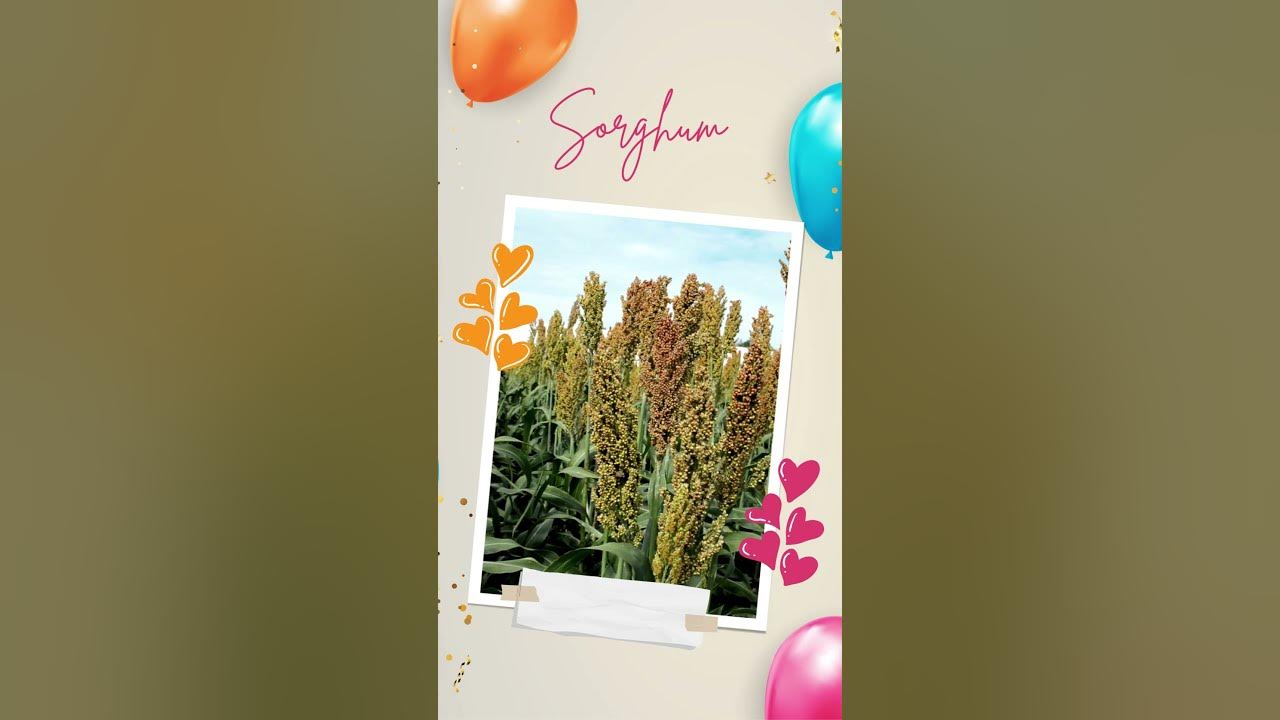 What Is Zviyo YouTube what-is-zviyo-youtube