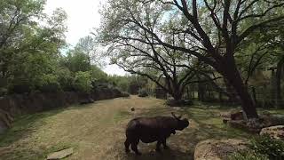 Young Rhino playing at the Fort Worth Zoo