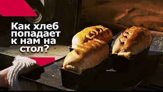 Как хлеб попадает к нам на стол?