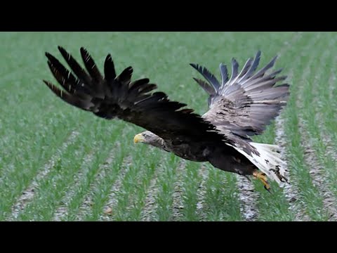 Video: Păsările De Pradă Ar Putea Fi Următorul Mare Eveniment Crossover Al Fortnitei