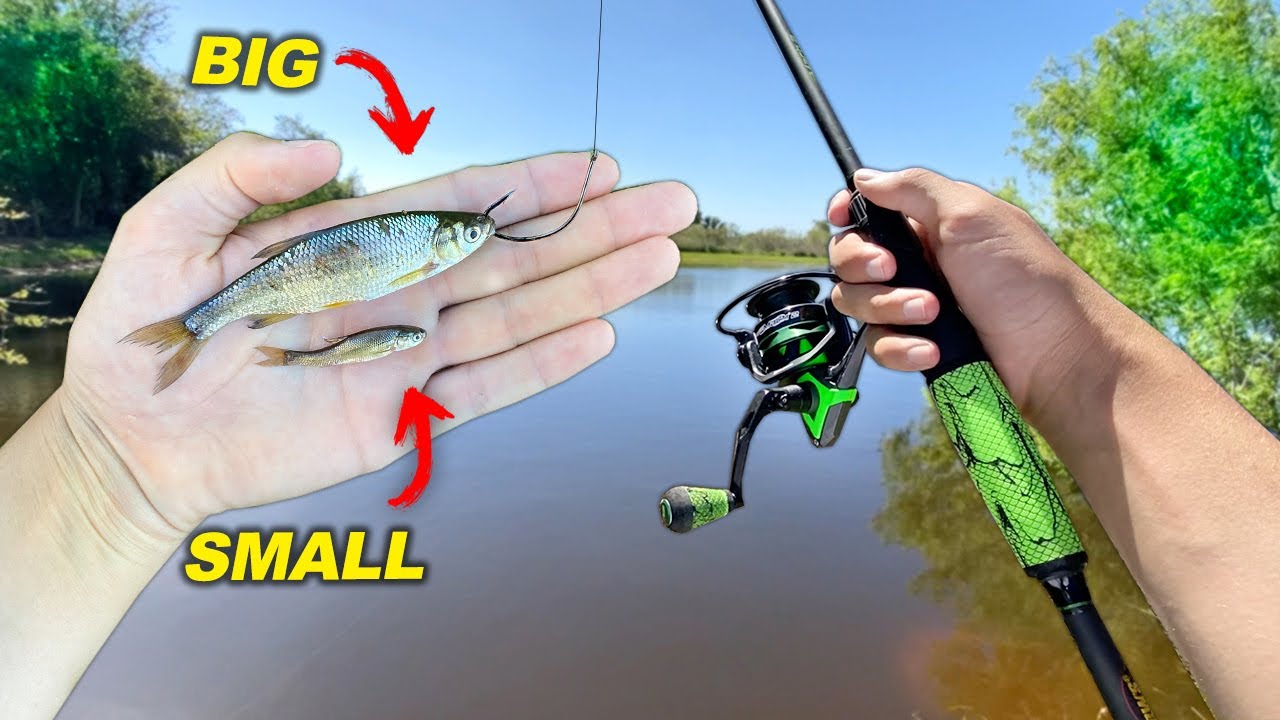 SMALL vs BIG - LIVE BAIT Fishing Challenge!! (Surprising) 
