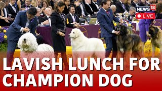 Westminster Club Dog Show LIVE | Miniature Poodle Wins Top Prize At Westminster Kennel Club Dog Show