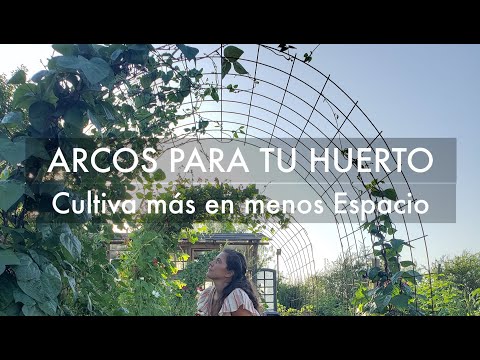 Video: Cultivo de tomates en un arco: cómo construir un arco para tomates