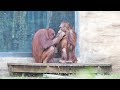多摩Zoo最後の日の優しいミンピーちゃんと甘えるリキちゃん④・オランウータン