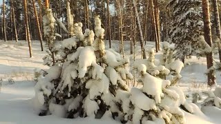 Простая прогулка по лесопосадке поселка Васильево.17.01.21.