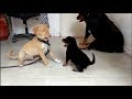 Rottweiler puppy Fight with Master Chipu : [Diana and Haachi ]