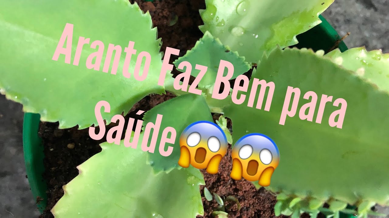 Aranto Uma Planta Medicinal Que Cura Youtube