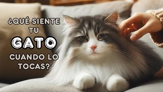 El Lenguaje Oculto de los Gatos: Descifrando sus Sentimientos al Acariciarlos