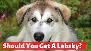 Did you know this about the Husky Labrador Mix (Labsky) | Should you get a Labsky to your home?