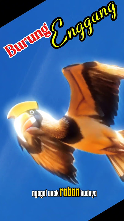 Burung Enggang #lagudayak #lagudayakiban #liriklagu #lagudaerah