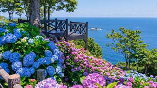Easy DIY Garden Ideas for Any Home 🪴 | The Most Gorgeous Hydrangea Garden You've Ever Seen